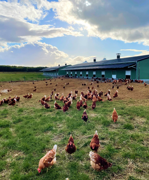 Elevage de volailles Bio en plein air à Les Alluets le Roi près de Poissy, Yvelines (78)