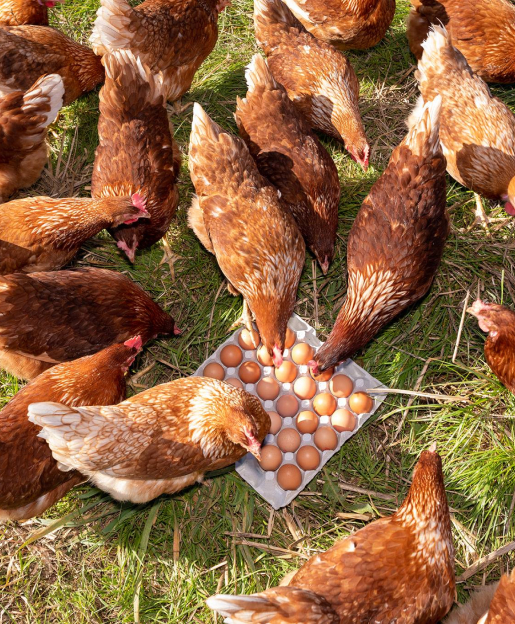 Ventes d'oeufs Bio aux particuliers et professionnels à Les Alluets le Roi près de Poissy, Yvelines (78)