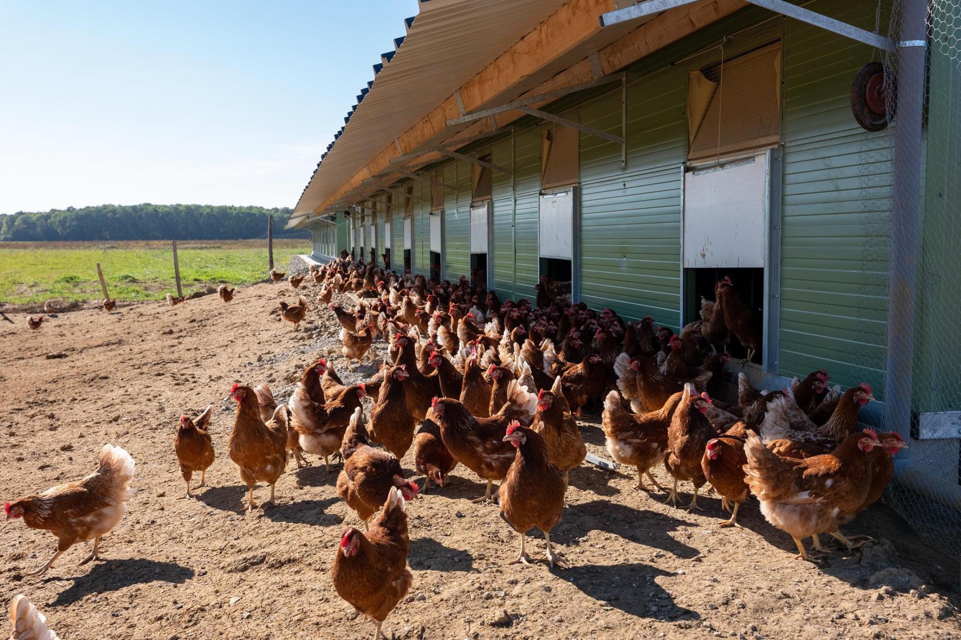 Vente de poules de réformes