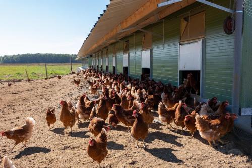 Vente de poules de réformes
